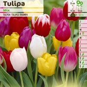 Tulipán triunfo en mezcla